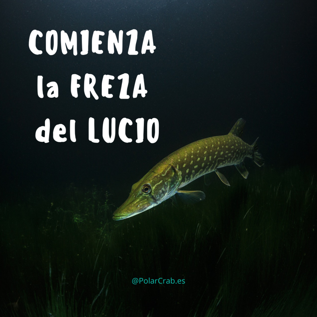 la freza del lucio